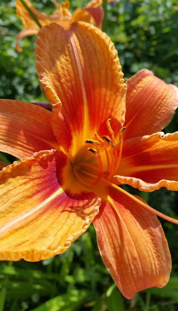 Taglilie - Hemerocallis fulva