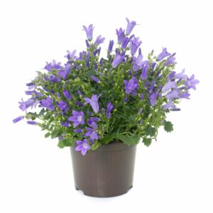 Glockenblume im Topf