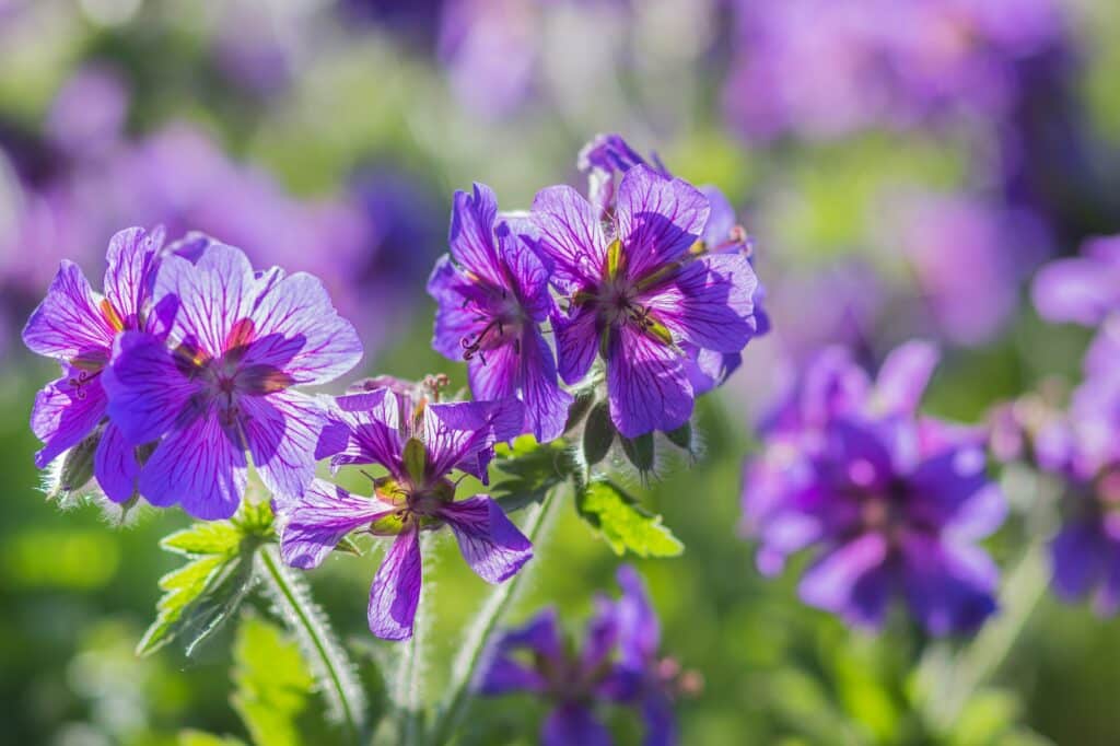 Geranium im Garten
