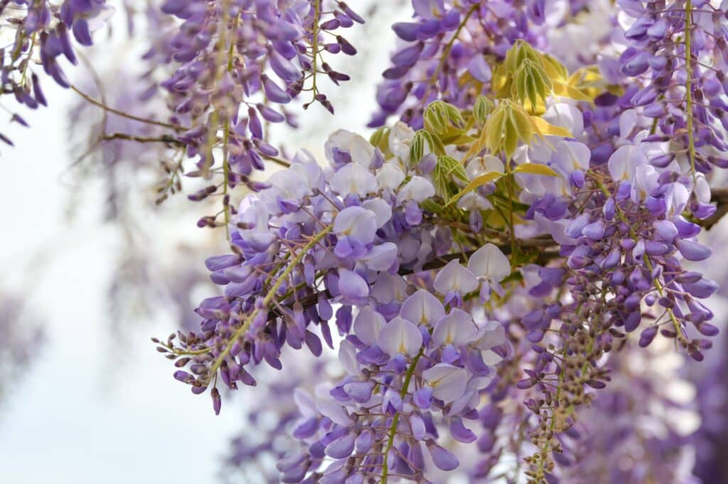 Blühender lila Blauregen im Frühling in Frankreich