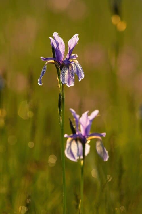 Sibirische Schwertlilie - Iris sibirica