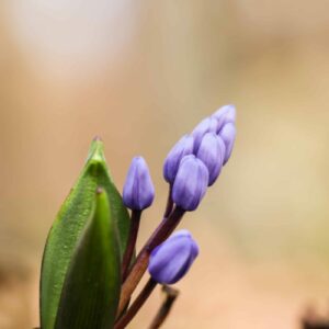 Sibirischer Blaustern (Scilla siberica) – Detail sattblauer sternförmiger Blüten und Knospen