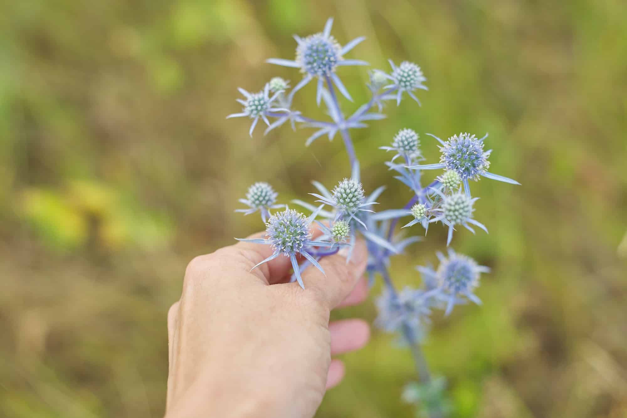 Geschnittener blauer Blütenstand des Flachblatt-Mannstreus in der Hand, bereit zum Trocknen für den Trockenstrauß.