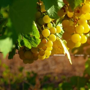 Weinrebe im Morgenlicht – Zweige mit reifenden Trauben