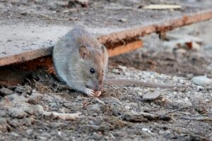 Brauner Nager mit spitzer Schnauze am Boden neben einer Holzplatte