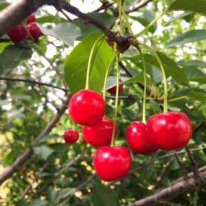 Reife rote Sauerkirschen am Zweig eines Kirschbaums