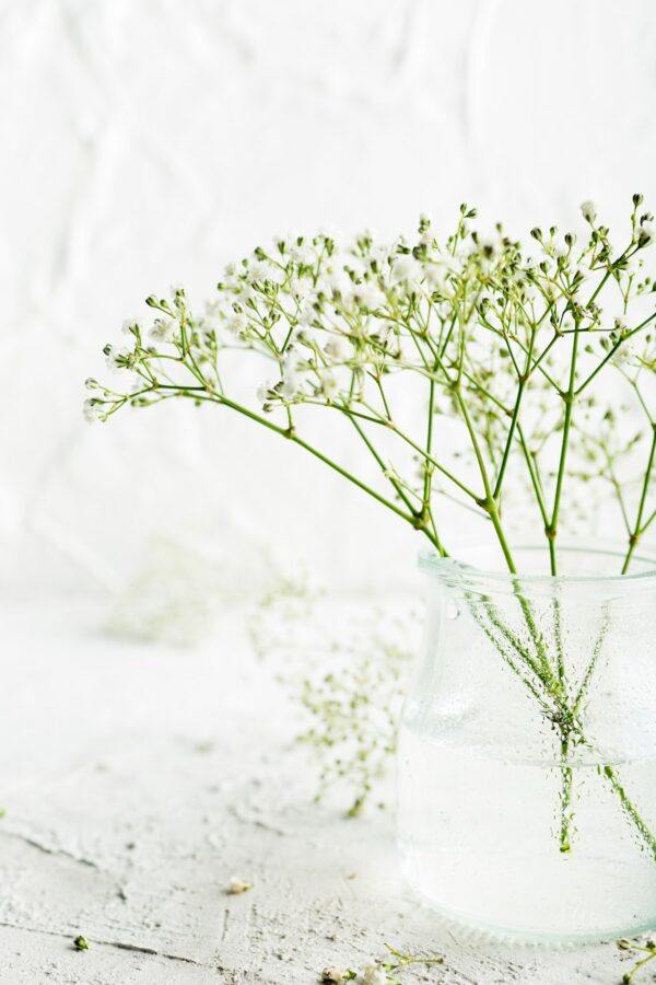 Rispiges Gipskraut (Gypsophila paniculata) mit weißen Blüten in einem Glasgefäß mit Wasser