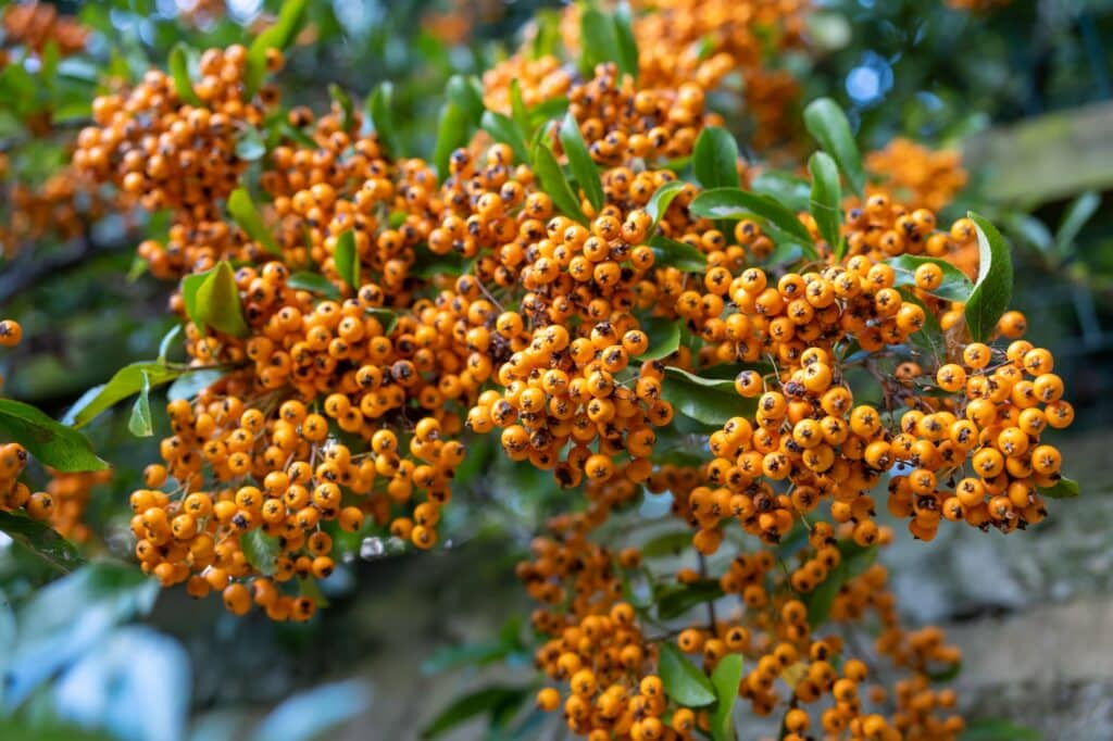 Feuerdorn - Pyracantha coccinea