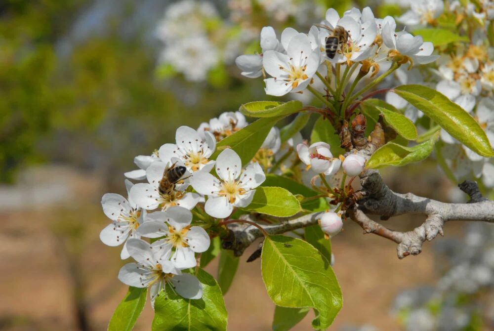 Bienen an der Obstbaumblüte – in die Vollblüte fällt der Flug der Apfelsägewespe