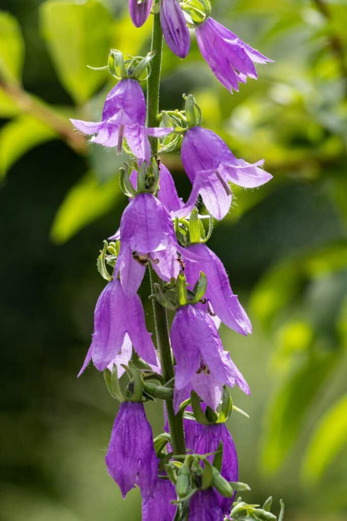 Glockenblume - Campanula