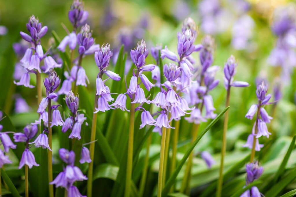 Kriechende Glockenblume - Campanula rapunculoides