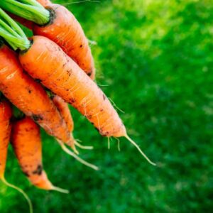 Bund frisch geernteter Möhren mit Kraut auf dunklem Untergrund