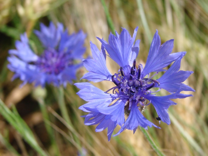 Kornblume (Centaurea cyanus)​