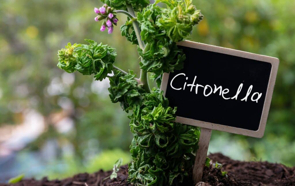 Zitronenmuskatelle - Pelargonium citronella