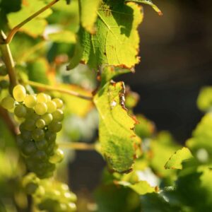 Rebenstecher – Schädling an Weinrebe und Birnbaum