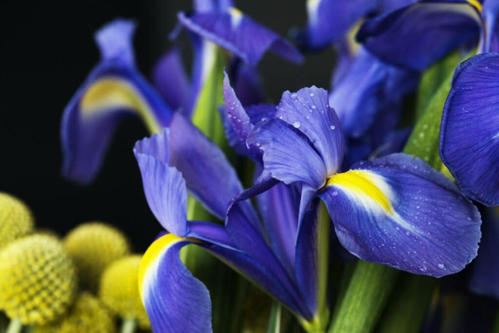 Schwertlilie Blüte