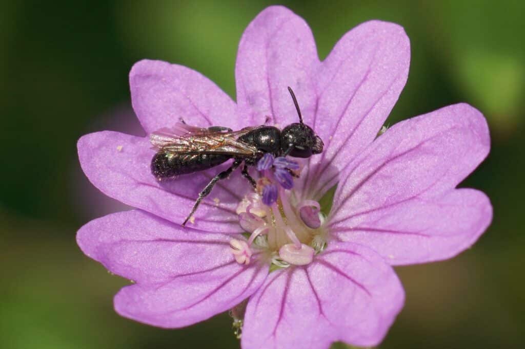 Pyrenäen-Storchschnabel - Geranium pyrenaicum
