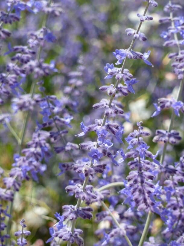 Nahaufnahme lavendelblauer Blütenrispen der Blauraute (Russischer Salbei) an silbrigen Stängeln