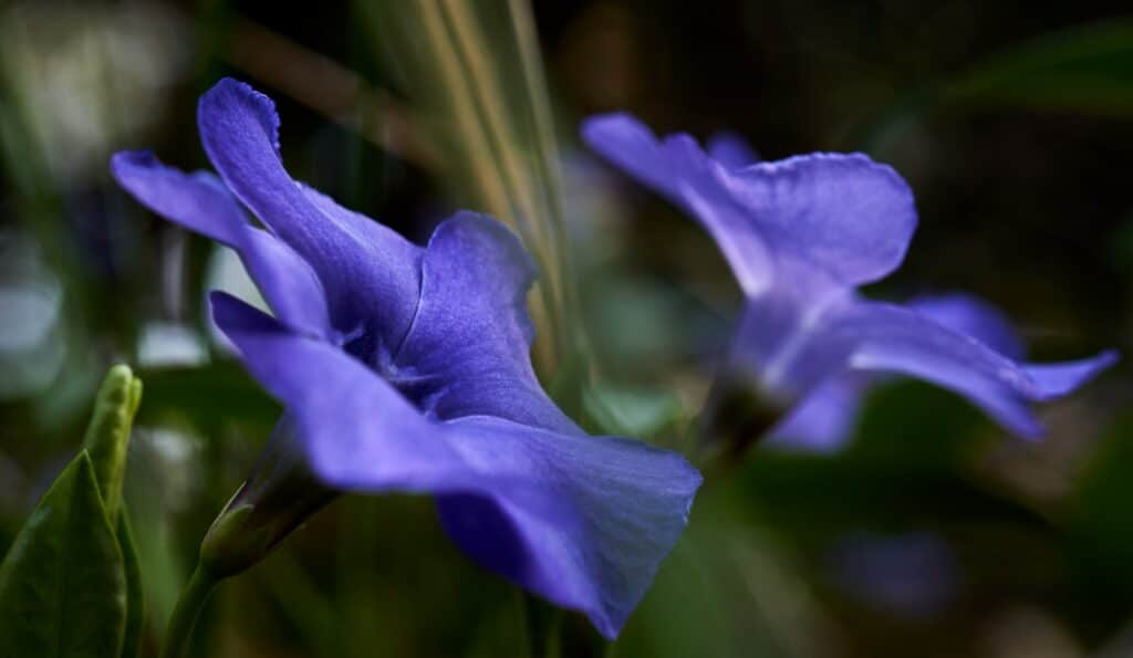 Stängelloser Enzian - Gentiana acaulis
