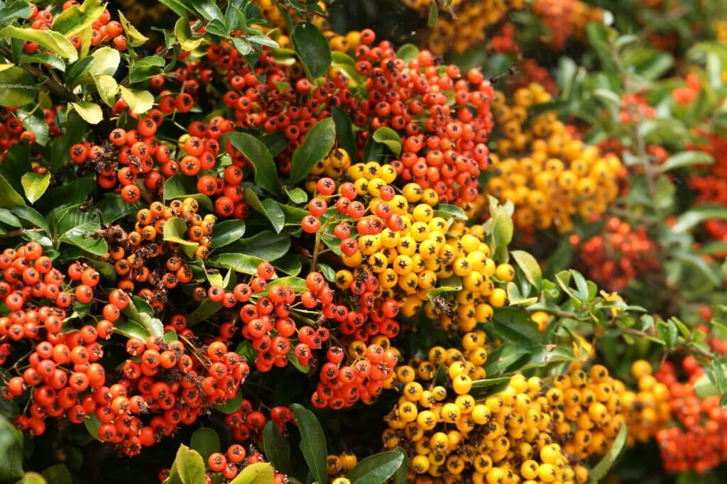 Feuerdorn Hecke