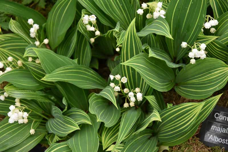 Maiglöckchen (Convallaria majalis)​
