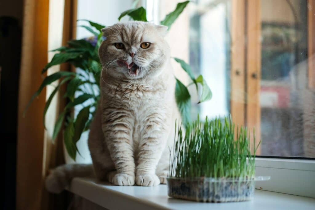 Katzenminze Wirkungen