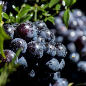 Echter Mehltau befällt den Weinstock