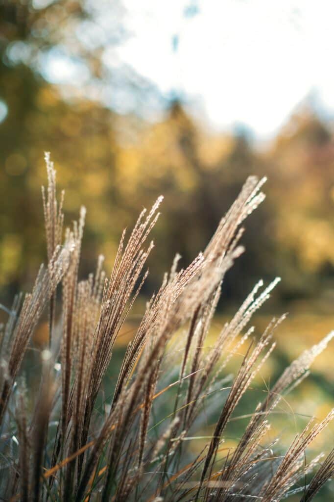 Chinaschilf Miscanthus