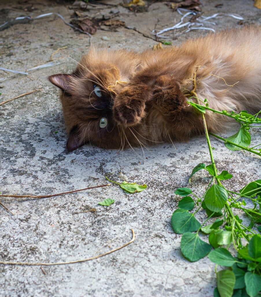 Katzenminze mit Katze