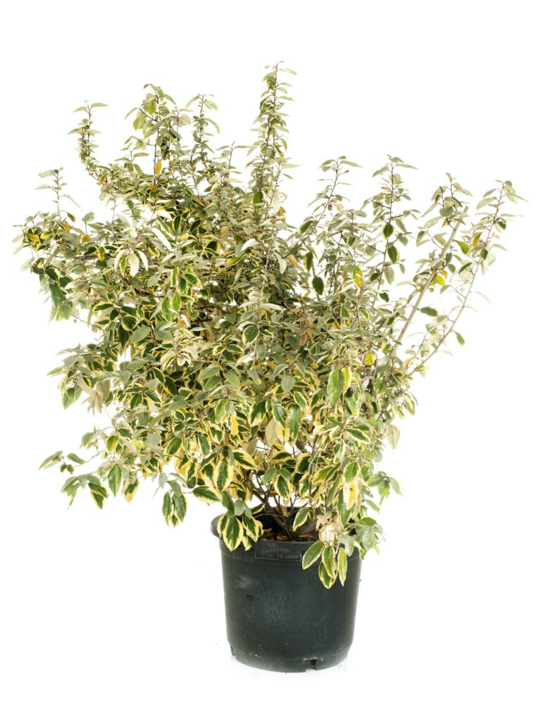 Ebbinge-Ölweide - Elaeagnus x ebbingei