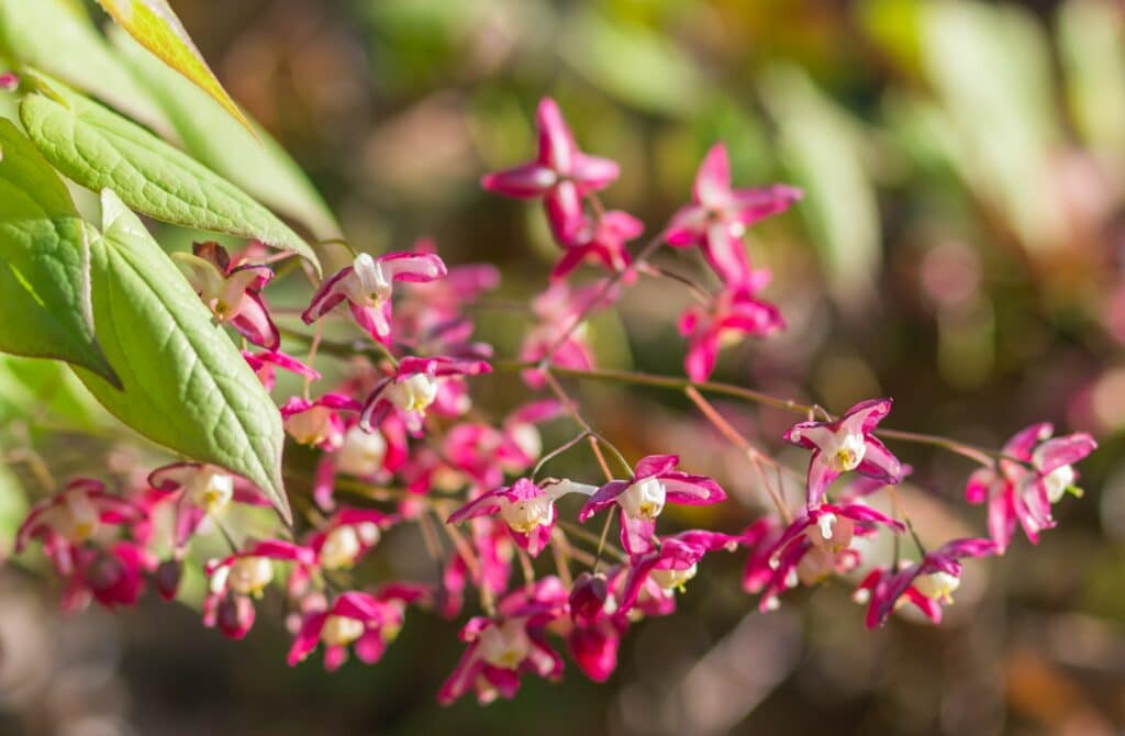 Elfenblume Epimedium
