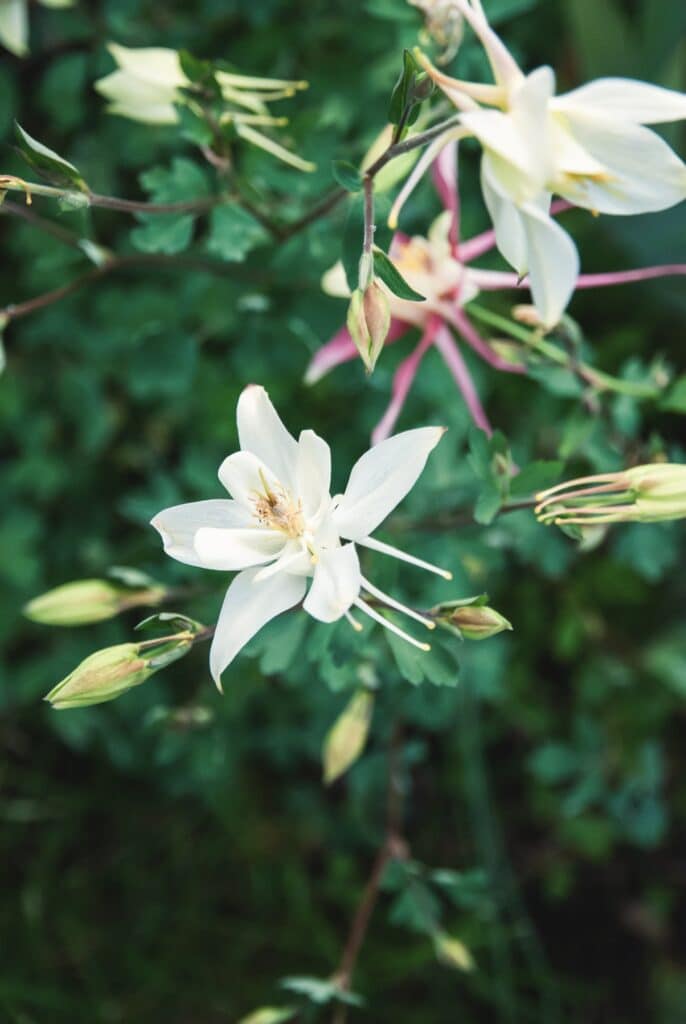 Gewöhnliche Akelei - Aquilegia vulgaris