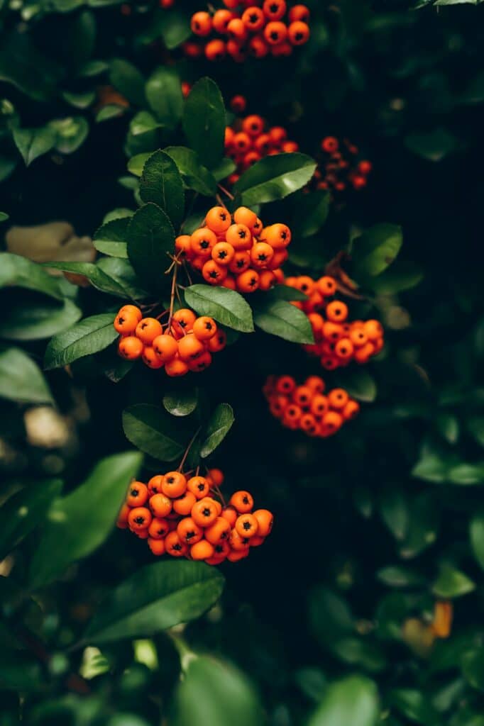 Feuerdorn (Pyracantha coccinea) Beeren