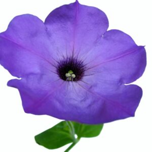 Einzelne violette Petunienblüte mit dunklem Schlund und heller Aderung vor weißem Hintergrund