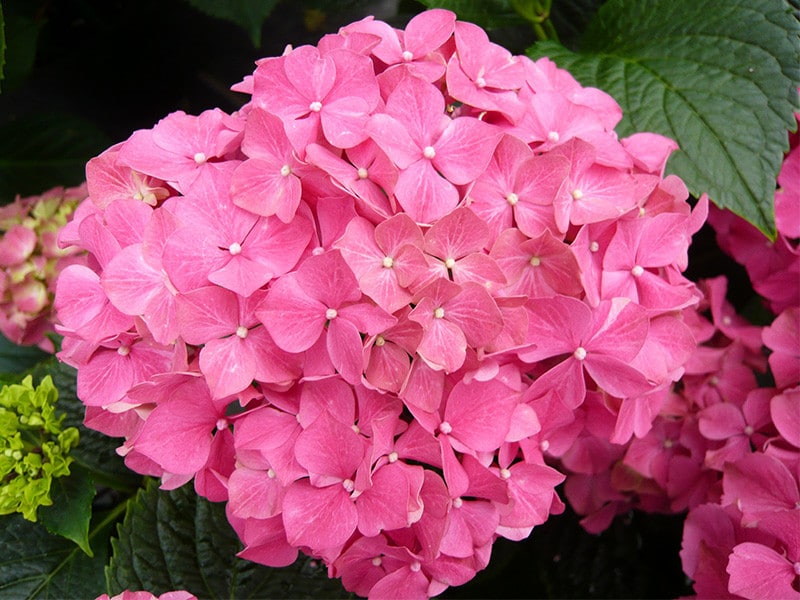 Großblättrige Hortensie (Hydrangea macrophylla)
