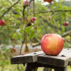 Monilia-Fruchtfäule - befällt Apfel- und Birnbäume