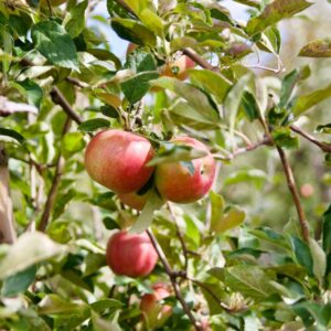 Bittere Stippe der Äpfel zerstört die Früchte