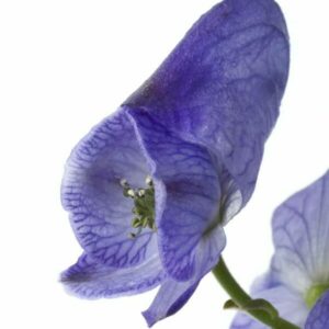 Eisenhut Blüte