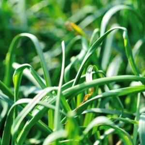 Grünes Knoblauchlaub im Beet