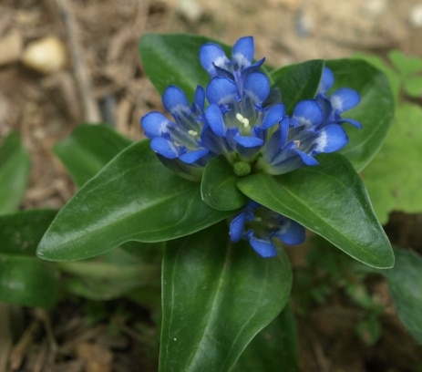 Kreuzenzian - Gentiana cruciata