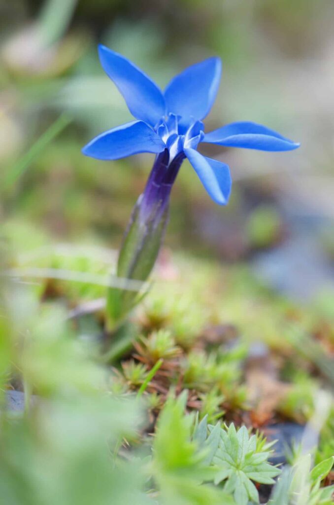 Enzian – Gentiana verna
