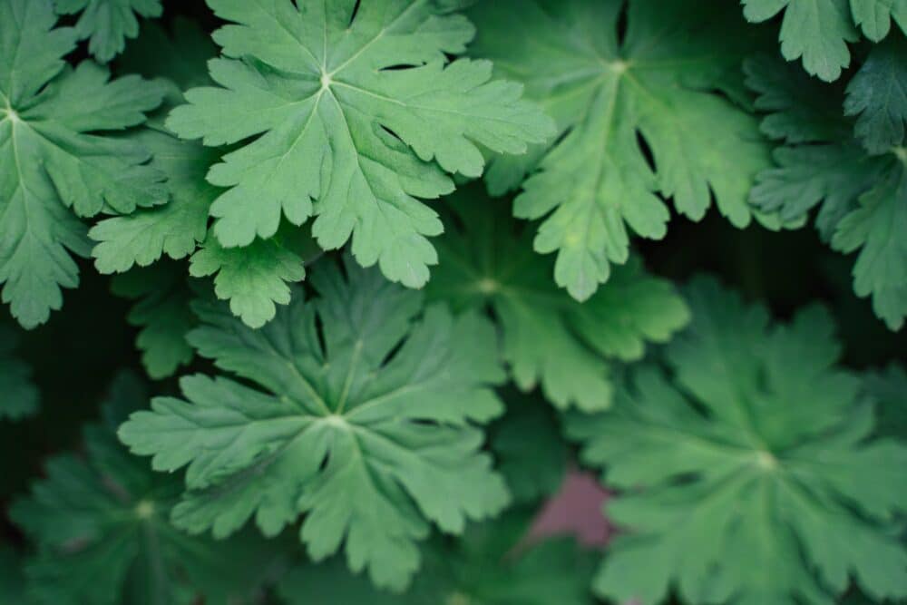 Felsen-Storchschnabel - Geranium macrorrhizum