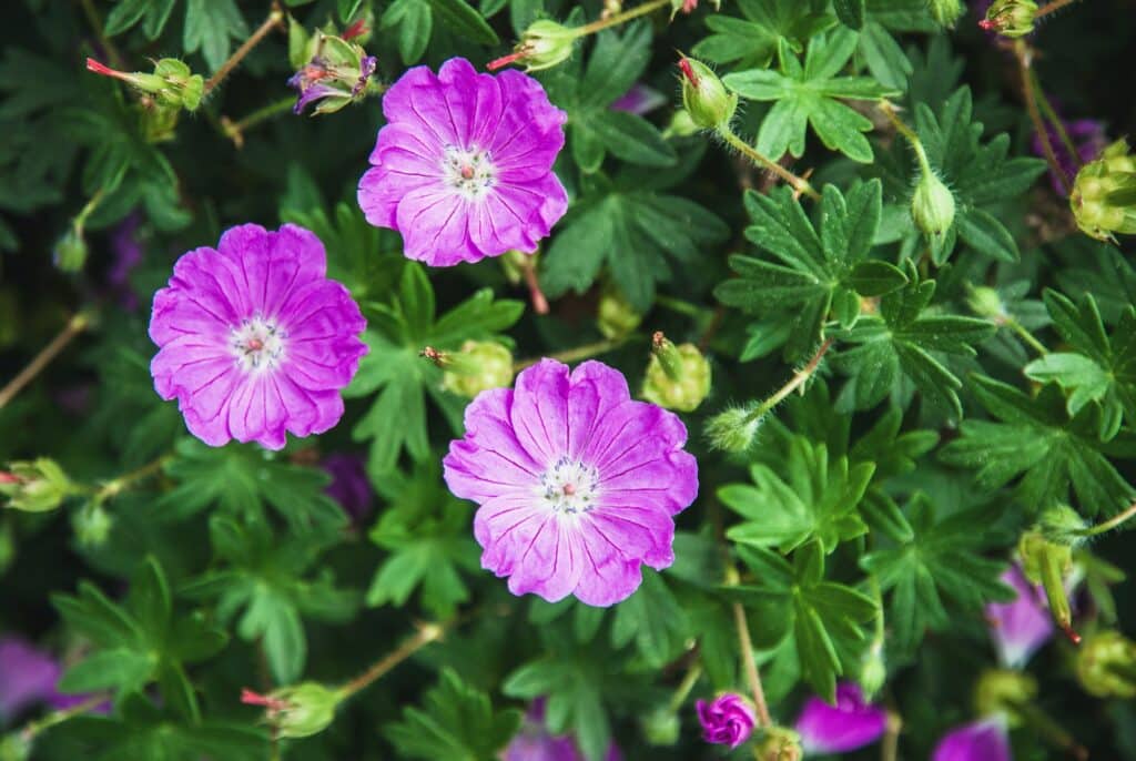 Blut-Storchschnabel - Geranium sanguineum