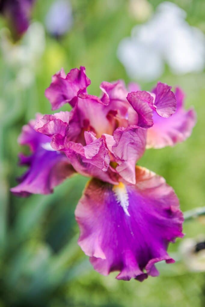 Deutsche Schwertlilie - Iris germanica