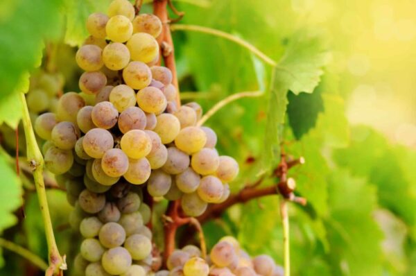 Gesunde Traube reifender weißer Beeren am Rebstock