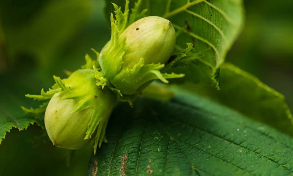 Haselnüsse reifen im Sommer am Strauch