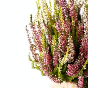 Blühendes Heidekraut im Korbübertopf vor weißem Hintergrund, rosa und weiße Blüten