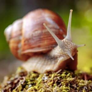 Weinbergschnecke (Helix pomatia) mit braun gebändertem Gehäuse im Garten