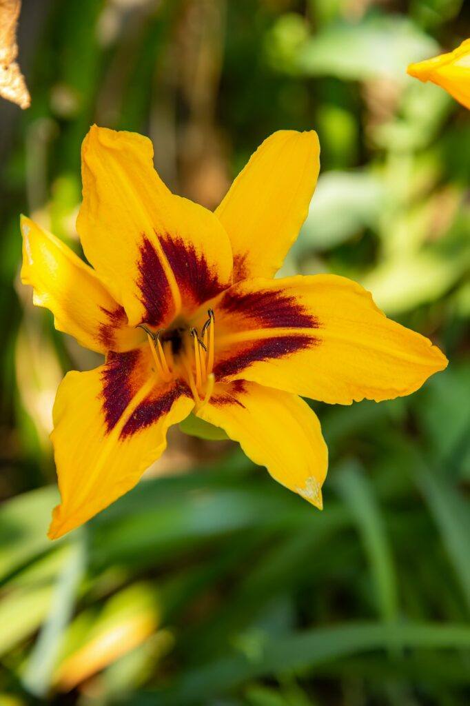 Taglilie - Hemerocallis