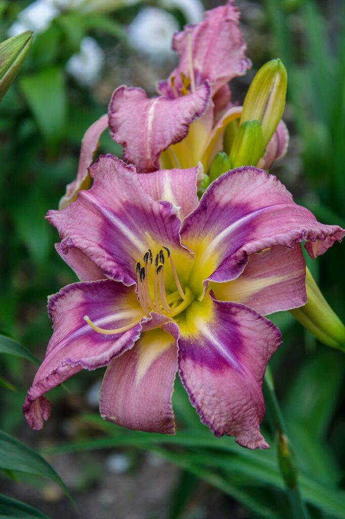 Taglilie - Hemerocallis, Mildred Mitchell Daylily